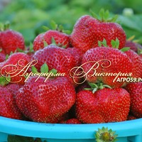 Клубника ЧУДО МИРА (КРУПНОМЕР! ОГРОМНЫЙ КУСТ, УРОЖАЙ В ГОД ПОСАДКИ) Клубника ЧУДО МИРА (КРУПНОМЕР! ОГРОМНЫЙ КУСТ, УРОЖАЙ В ГОД ПОСАДКИ)